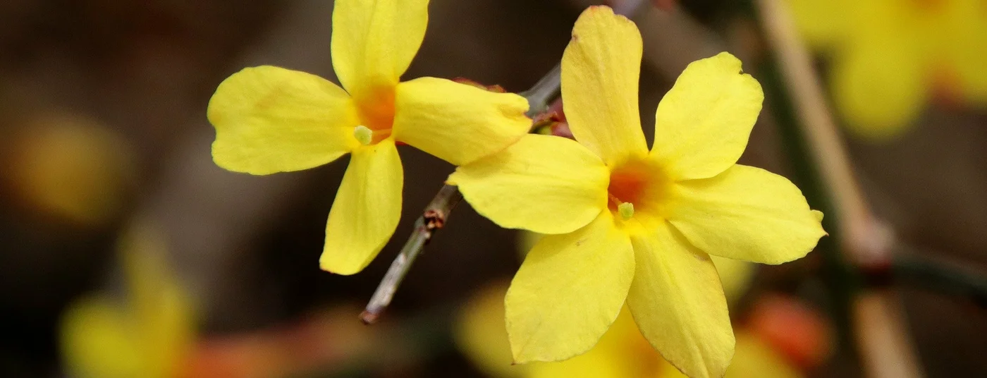 Winter Interest Plants Winter Interest Plants